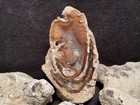  rw  Polished  coral Specimen  From Tampa Bay  Florida    Three Rough Uncut