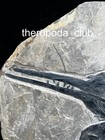 Frozen Predator Of The Triassic Sea     Museum-quality Mixosaurus Skeleton