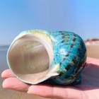 Large Natural Conch Seashell Hermit Crab Green Turbo Rare Real Aquarium 3 9  In