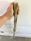 54  Diamond Willow  colorful      Artistic  Walking Stick  Wood Carving  Trekking