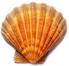 Set Of 2 Large Orange Lions Paw Scallop 5-6  Coastal Arts Crafts Mermaid Costume