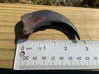 Five Large 3   Bear Claws You Get A Total Of  5  - Plus Shipping Is Free