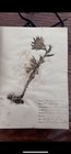 Antique 1914 Atlas Herbarium Botanical Album - Pressed Flowers  Named Collector