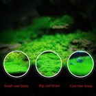 Aquarium Grass Seeds  small Cow Hair Grass  Aquarium Plant Usa