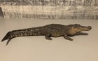 Rebor Deinosuchus Hatcheri    meta    Swamp Version Prehistoric Statue Model