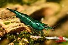 10 2 Green Jade Shrimp - Freshwater Neocaridina Aquarium 100  Live Guarantee