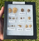 Texas Fossils Collection Starfish Ammonites Crabs Scaphites Etc Pawpaw Formation