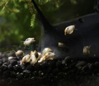 Bladder Snails 16ct     Freshwater Feeder Snails Algae Eaters