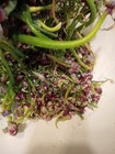 Egyptian Walking Onions 15 Bulblets Topsets 2025 Fresh Harvested Organic