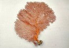 Red Orange Sea Fan Coral Echinogorgia Sp  1 Fan Approx  12-13  Inches 