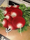 Vintage 1920s Card Seed Co  Red Radish Packet Nos Unused  Fredonia Ny