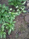 5 Large Whirlwind Hosta Plants Healthy Rooted Growing Wavy White Center Living