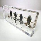 Frog Development  Frog Life Cycle  Hoplobatrachus Rugulosus  Curiosities