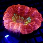Acanthophyllia Meat Coral 2 5   Scratch   Dent Wysiwyg - Indigo Corals - Ic 3837