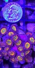 Wysiwyg Sunny D Zoa Live Coral Frag Zoanthid Zoas