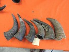 Buffalo Horns Bison Horns 8  To 10  From Tip To Base  1 Single Horns Not Pair 