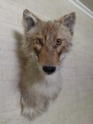 Taxidermy Koyot Shoulder Length 