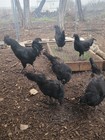 12 Pure Ayam Cemani Chicken Fertile Hatching Eggs - Very Rare