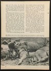 Alpha Company Scout Dogs 1967 Pictorial    four Footed Radar In Vietnam   