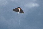 Gayla Kite Baby Bat By Aozora Sport From Japan H57 5  w107cm