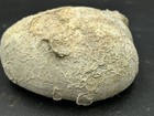 Big3 25    Texas Fossil Echinoid Macraster Sp  Cretaceous Urchin serpula tubercles