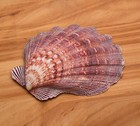 4 Pcs Polished Large Great Scallop Sea Shells 5 6 Inchbrown Lion s Paw Baking   