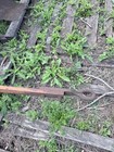Vintage Allis Chalmers 2 Bottom Plows Farm Implement