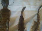 Rattlesnake Skins  Man Cave Display 