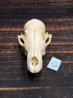 Real Red Fox Unique Animal Mount Halloween Skull Art Craft Mountain Man Canine