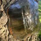 Genuine Large Snapping Turtle Shell 16   wide 14   long Taxidermy Carapace