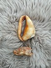 Vintage Italy Conch Shell Souvenir