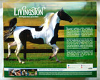 Nib Breyer Livingston Pinto Saddlebred 760248 Breyer Horse 2021 Le - Retired