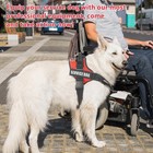 Small Service Dog Vest Harness Set With Id Tag 50 Ada Information Cards Esa