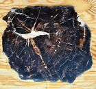 Srs  Chinle Petrified Wood  one Side Polish  11   X 9     Weighs 7 Lbs arizona 
