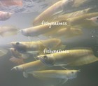 Live Tropical Fish-yellowish Albino Silver Arowana 7 5-7 75 Inch
