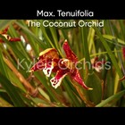 Maxillaria Tenuifolia Orchid Species  Blooming Size  Fragrant  Time To Buy 