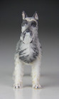 Vintage Lefton Standing Schnauzer Dog Figurine - Made In Taiwan