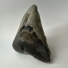 Megalodon Shark Tooth 5 01 Inch - Big - Wide Fossil - Authentic Teeth 20243