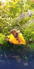 7  Algae Eating Ramshorn Fresh Water Aquatic Snails  With Free Aquatic Plants