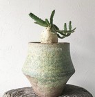 5pcs Euphorbia Stellata Succulent Plants Potted Home Garden Plants