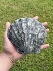 2 Beautiful 6    Fossil Scallop Chesapecten Shells- Intricate- Good Condition 