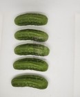 Wax Large Pickles  Fake Pickles  Props  Set Of 5 Life Size Pickles