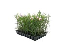 Mexican Petunia Pink   2 Inch   Ruellia Brittoniana   Low Maintenance   Hardy