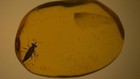 Rare Insect Inclusion Burmese Amber