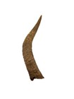 1 Raw Unfinished Steer Cow Horn Natural Colored