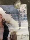 Dorothy Stratton  Playmate Hot Girl Poster 1979 Car Garage Man Cave C2876