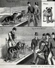 Dog Show Humorous  Bloodhound Pug St  Bernard Bull Terrier 1880s Antique Print