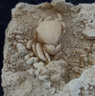 Huge Travertine Crab Fossil  14cm By 12cm Fossil Travertine Crab Potamon