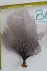 3-natural Sea Fan - Coral - Sea Whip - Free Shipping 9x7  7x7  7 5x5  Inches