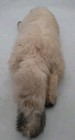 Avanti Applause Siamese Kitty Plush 